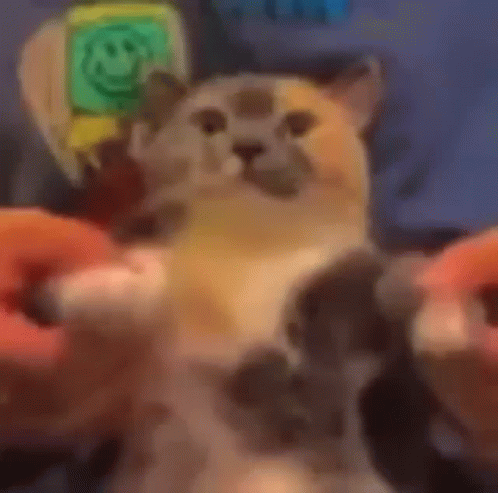 Silly Cat Dancing Meme GIF