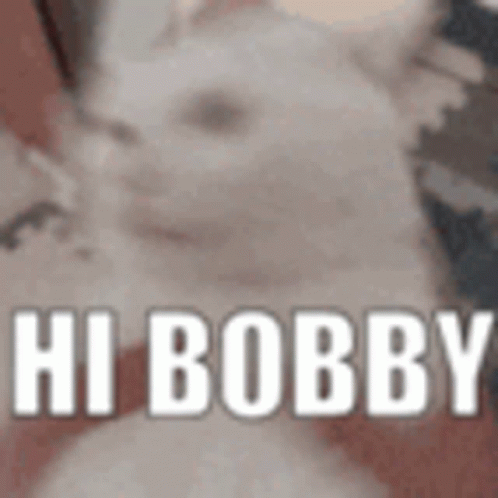 Silly Cat Greeting Hi Bobby Witt GIF