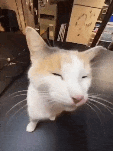 Silly Cat Sillly Gif GIF