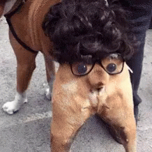 Silly Dog Butt Face GIF