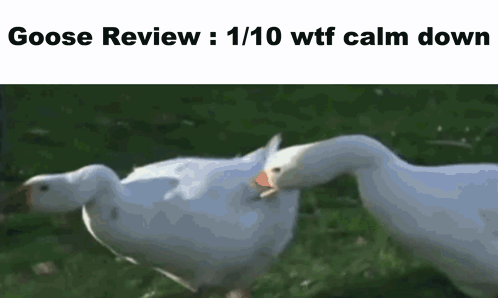 Silly Goose Fighting A Man GIF