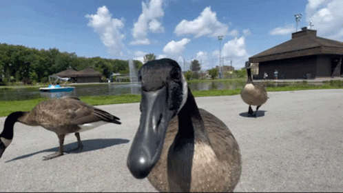 Silly Goose Open Mouth GIF