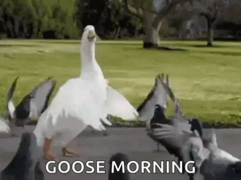 Silly Goose Open Wings Dancing GIF