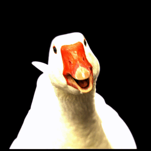 Silly Goose Shocked Face GIF