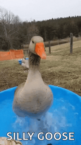Silly Goose Stamping On Water GIF