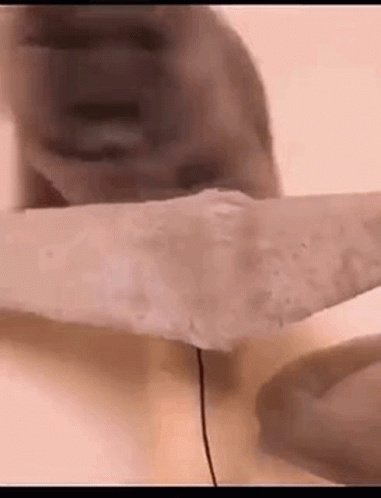 Silly Huh Cat Meme GIF