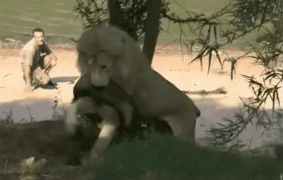 Silly Lion Playing GIF