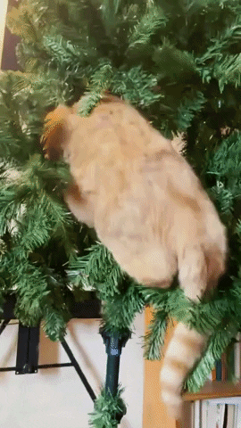 Silly Merry Christmas Cat GIF