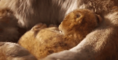 Simba Wake Up In Warmth And Comfort GIF