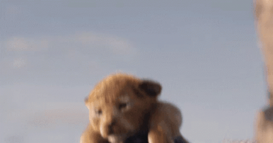 Simba Holding Samba GIF