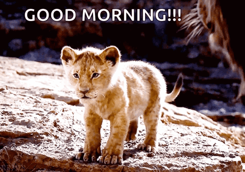 Simba Lions Roaring Good Morning GIF