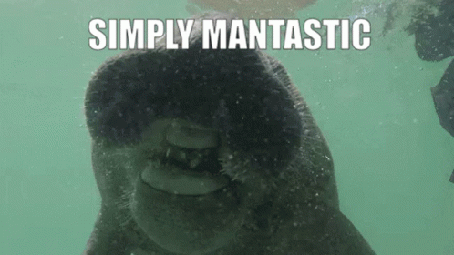 Simply Mantastic Manatee GIF