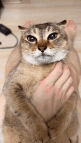 Singapura Attacked Cat Running GIF