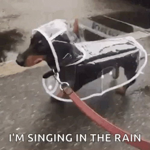 Dog Walking Singing In The Rain GIF