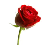 Single Red Rose With Green Stem