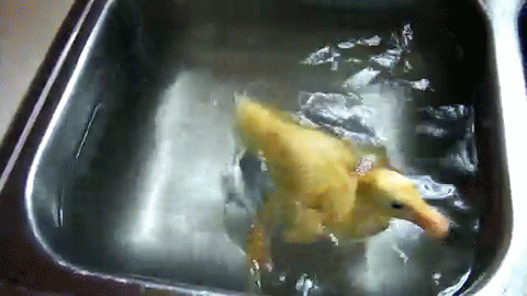 Sink Duck Spinning GIF