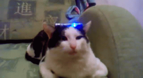 Cat Alarming Siren GIF