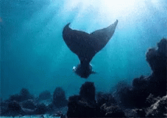 Siren Wagging Tail GIF