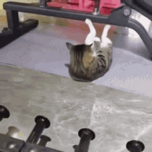 Sit Up Workout By A Cat GIF