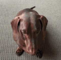 Sitting Dachshund Looking Up
