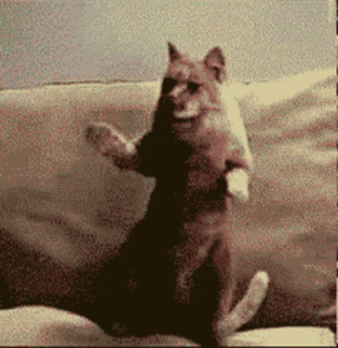 Sitting On The Couch Dancing Cat Meme GIF