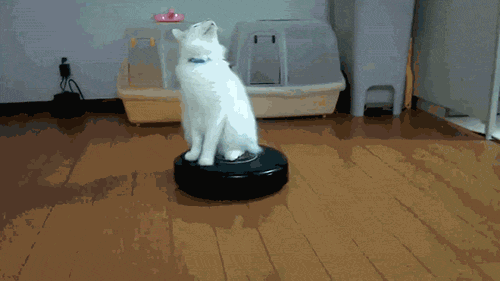Sitting White Spinning Cat Looking Up GIF