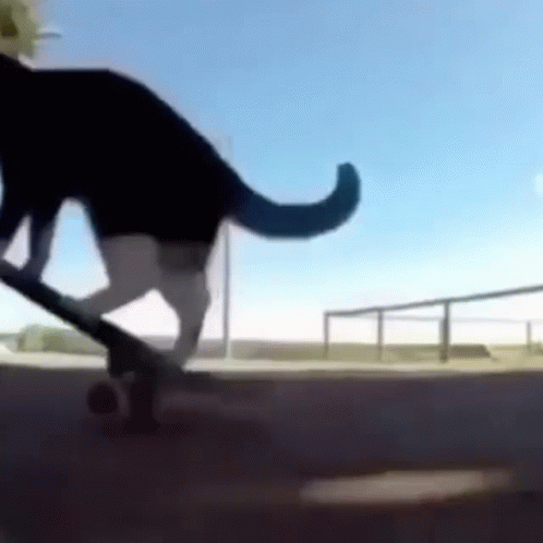 Skate Boarding El Gato Meme GIF