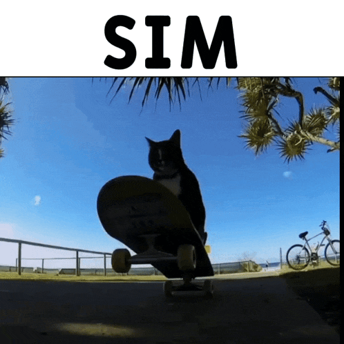 Skate Kanji Cat Gif GIF