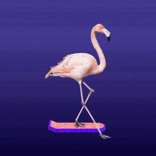 Skating Flamingo GIF