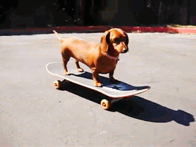 Skating Hot Dog Animal GIF.