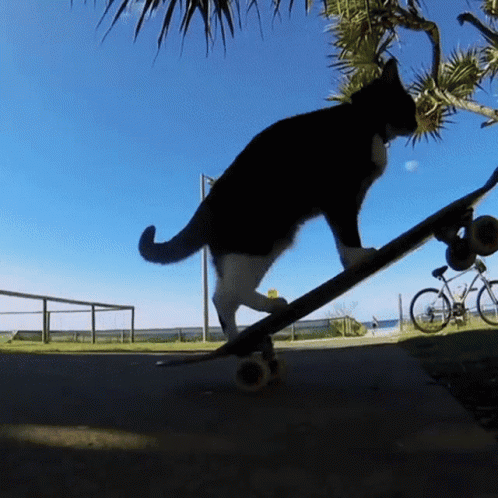 Skating Spinning Cat GIF