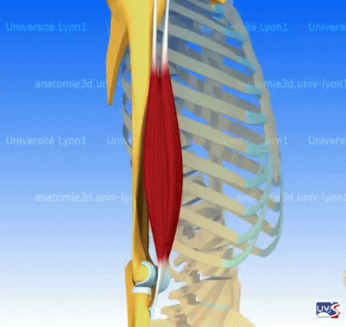 Skeleton 3D Model Universite Lyon1 GIF
