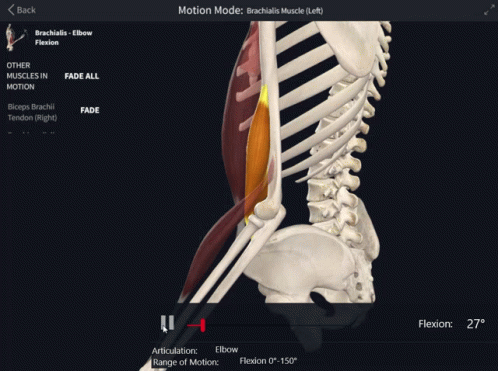 Skeleton and Muscles in Motion on Screen