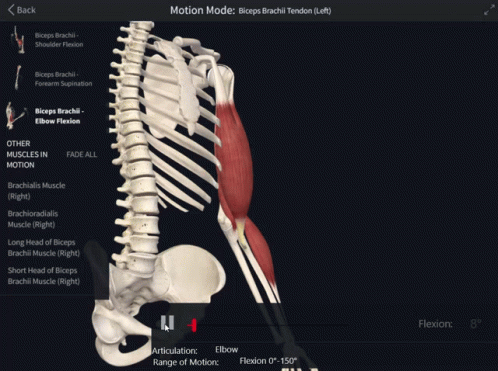 Skeleton and Muscles Showing Biceps Tendon