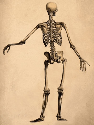 Skeleton Dance Vintage Brown GIF