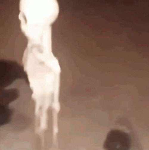 Skeleton Meme GIF