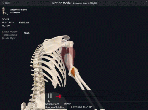 Skeleton on Computer Screen with Motion Mode