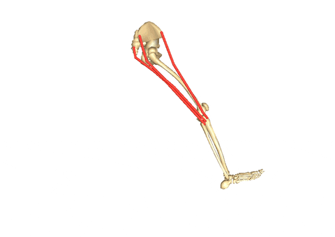 Skeleton Running One Leg Only GIF