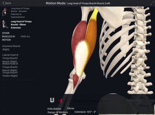 Skeleton Showing Muscles in Motion