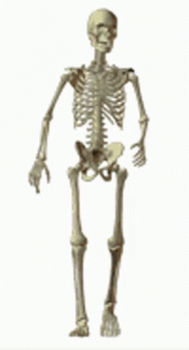 Skeleton Standing