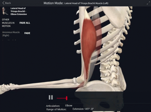 Skeleton with Muscles on Computer Screen