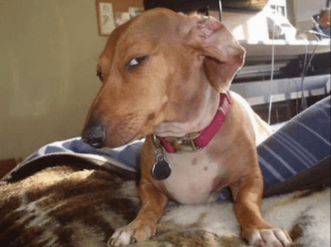 Skeptical Puppy Side Eyes GIF