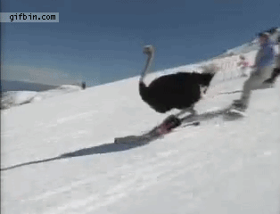 Skiing Ostrich Amazing Twirl GIF