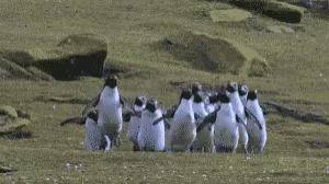 Adorable Penguins Skipping Together GIF