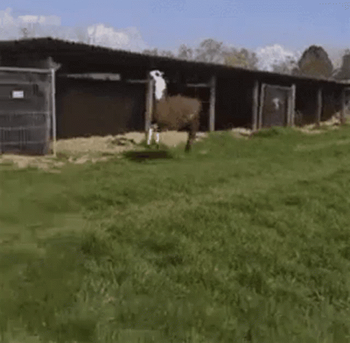 Funny Llama Running Skipping GIF