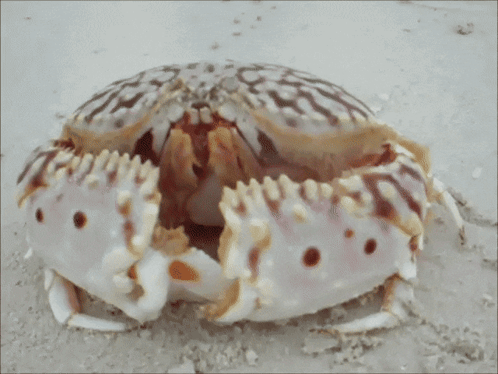 Skull-Like Crab On Beach GIF