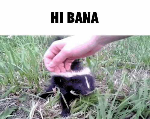 Skunk Being Petted with Hi Bana