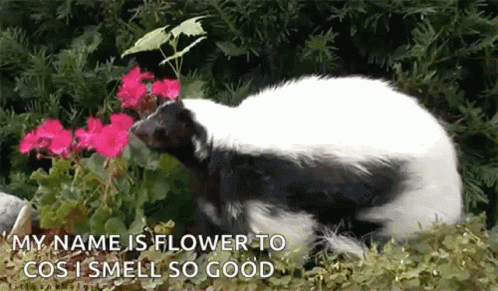 Skunk Cos I Smell So Good GIF