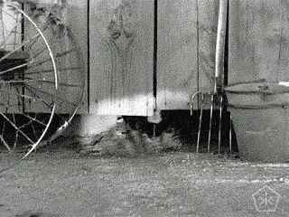 Skunk Outside The Barn GIF