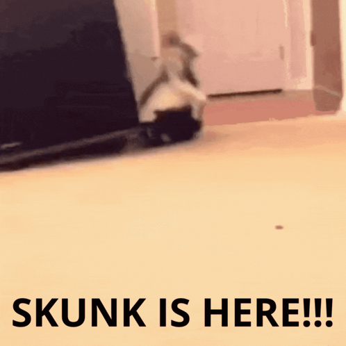Skunk Saying Skunk Is Here